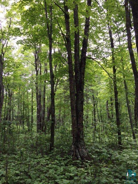 Two Hill Road Two Harbors, MN 55616 - Photo 13 of 24 Gallery Image 13