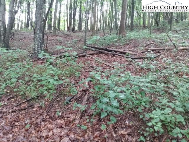 Bare Knob Road Jefferson, NC 28640 - Photo 3 of 13 Gallery Image 3