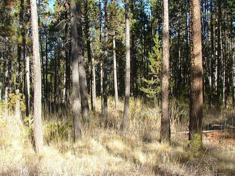 17339 Jacinto Road Bend, OR 97707 - Photo 14 of 17 Additional Photo