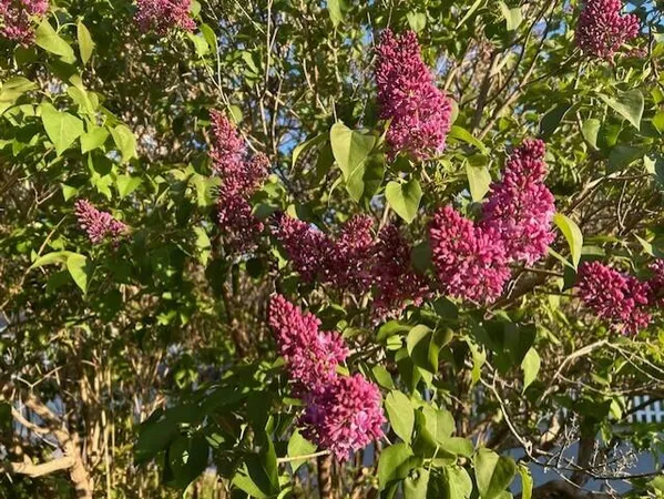 $1,175,000 | 13 McMullen Avenue, Tremont, ME 04653