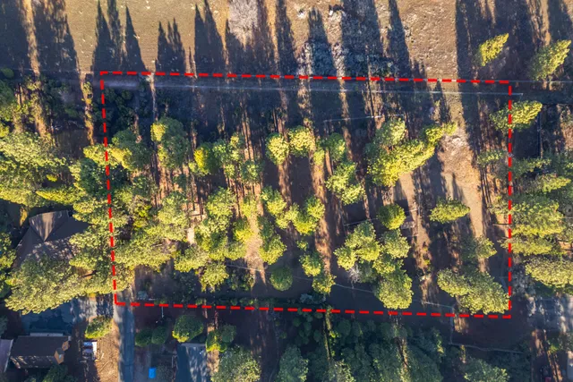 a view of a forest with trees in the background