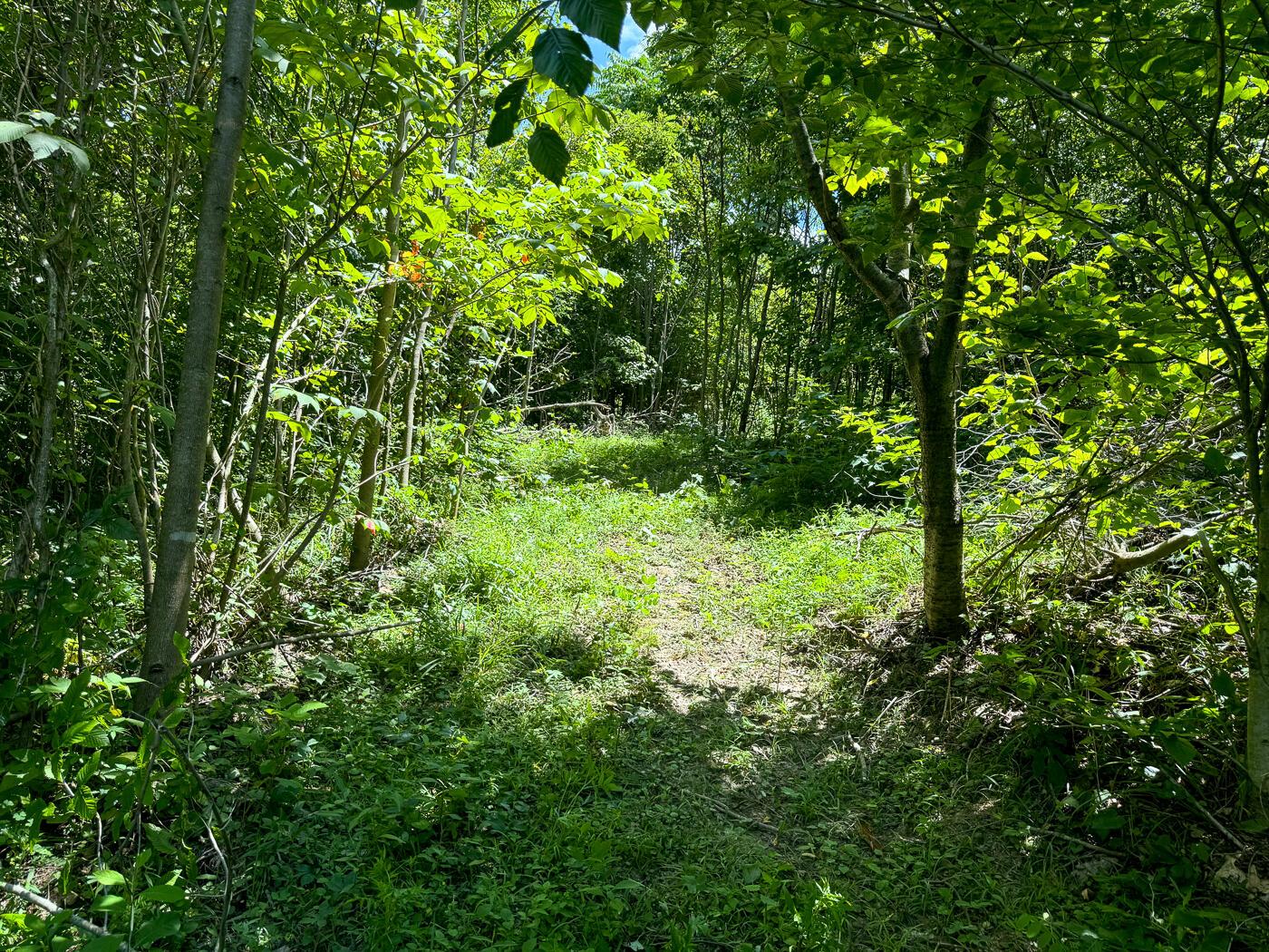 4313 Flint Ridge Road Northeast, Unit INT RIDGE TRACT 18 ACRE) Crooksville, OH 43731 - Photo 28 of 53 CT-28