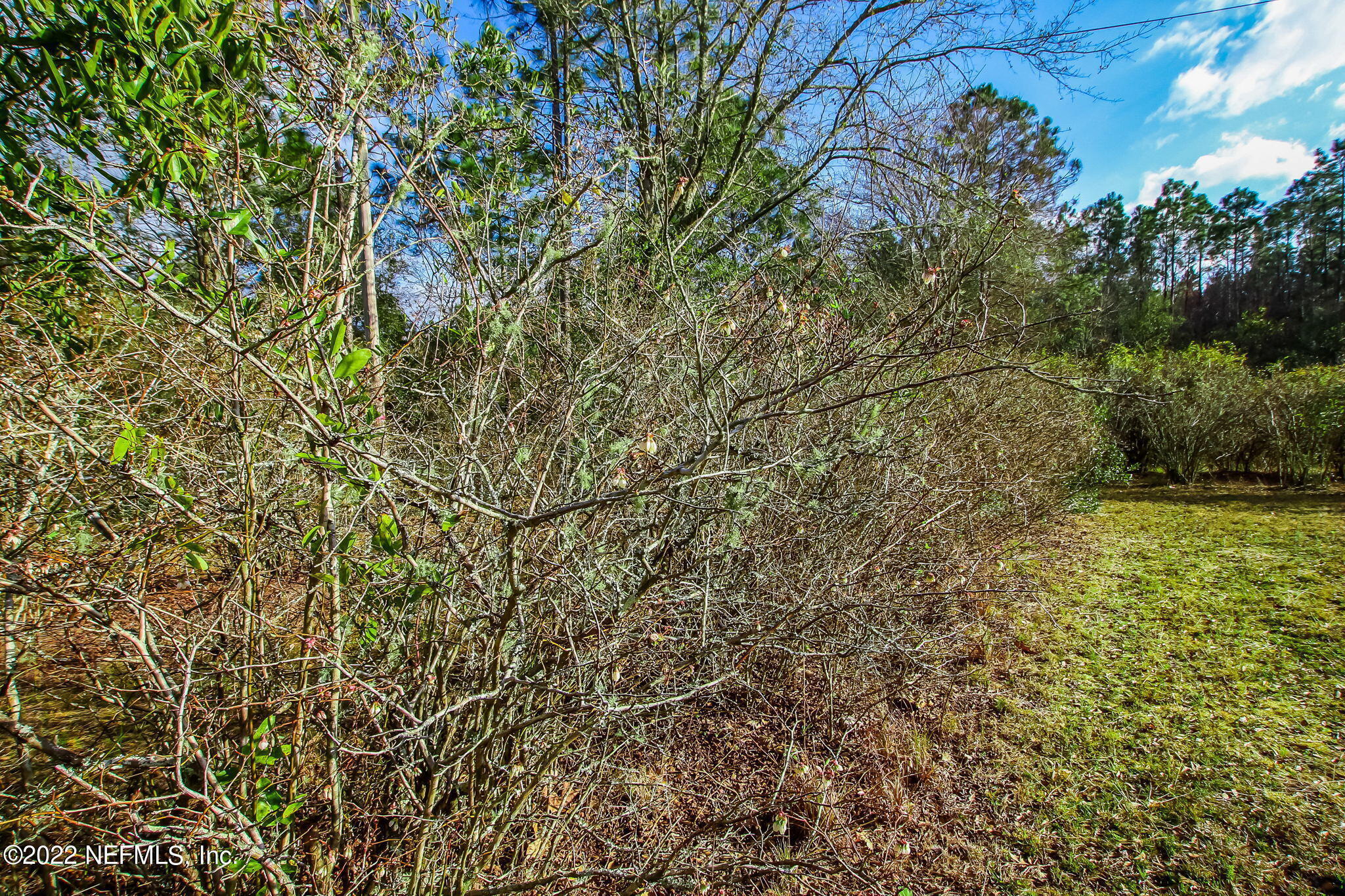 5665 Maverick Road Middleburg, FL 32068 - Photo 22 of 46 Blueberry Bushes