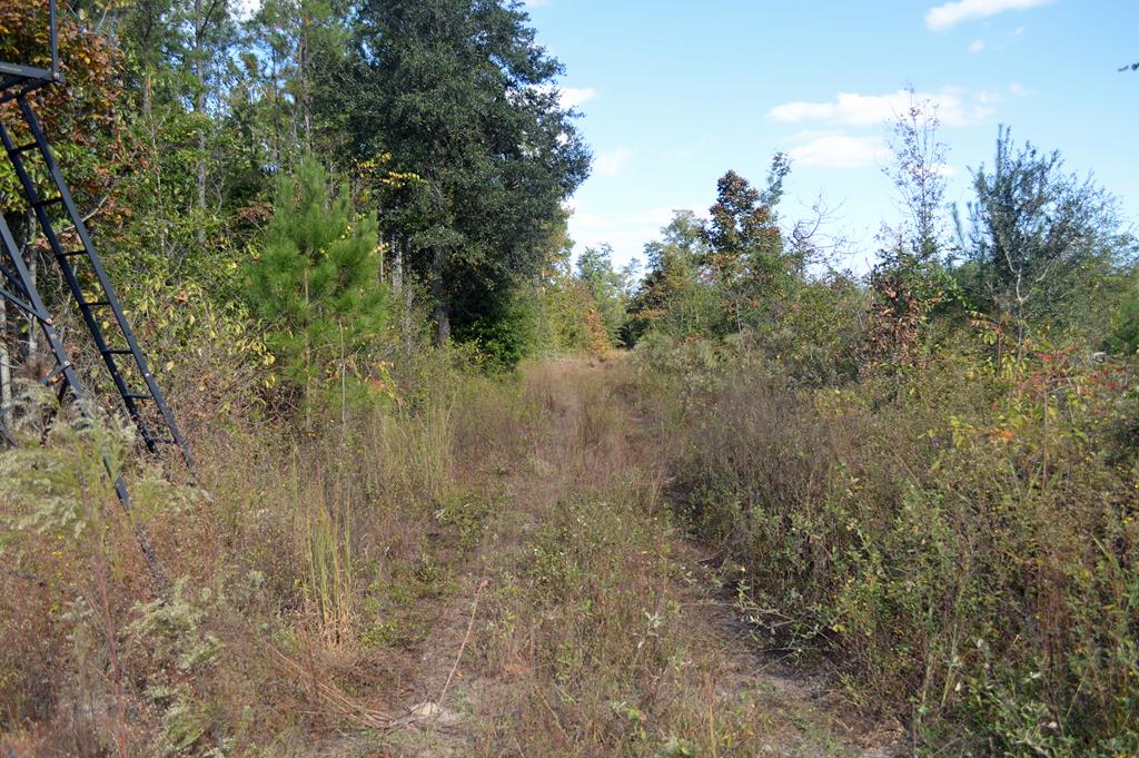 0 Greenhouse Road Gordon, AL 36343 - Photo 13 of 38