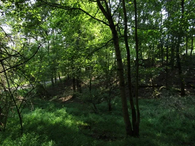 a backyard of a house with lots of green space