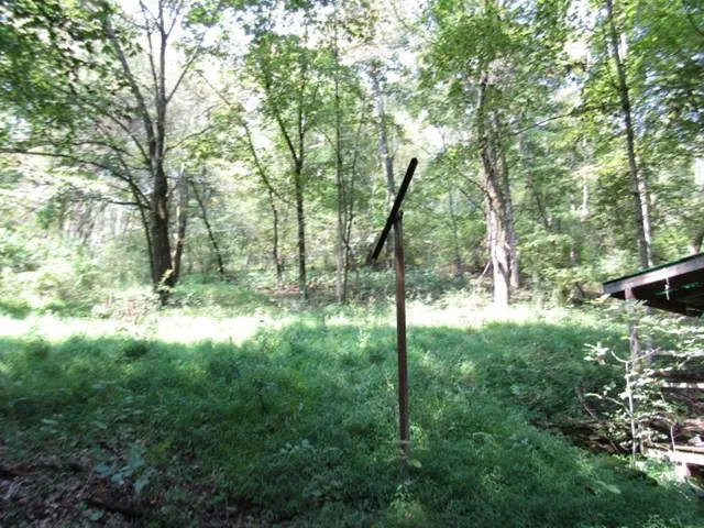 a view of a lush green forest with large trees