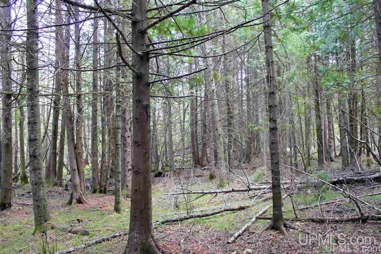 400-acres 12th Road Bark River, MI 49807 - Photo 11 of 28 Gallery Image 11