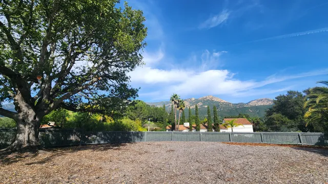 a view of a yard with plants and a trees