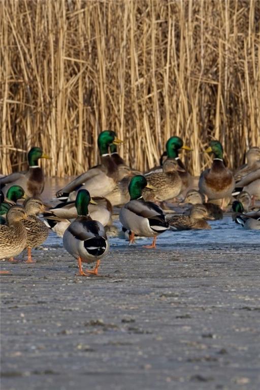 21195 Edgerton Junction Road Dearborn, MO 64439 - Photo 15 of 80