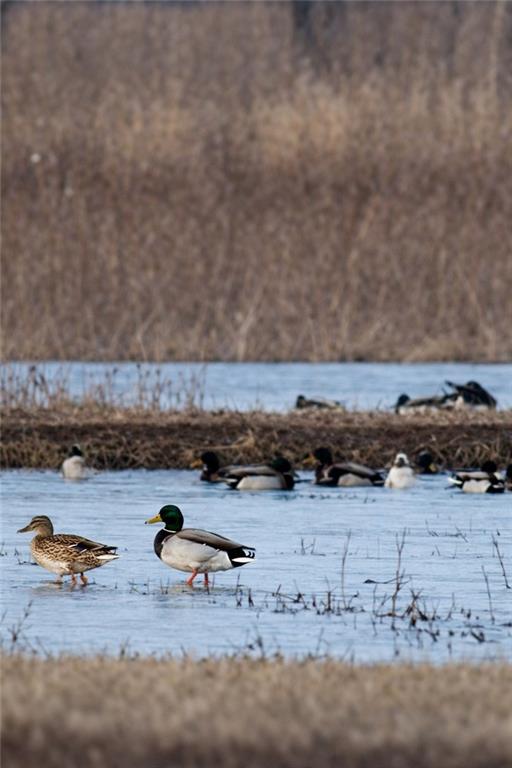 21195 Edgerton Junction Road Dearborn, MO 64439 - Photo 20 of 80