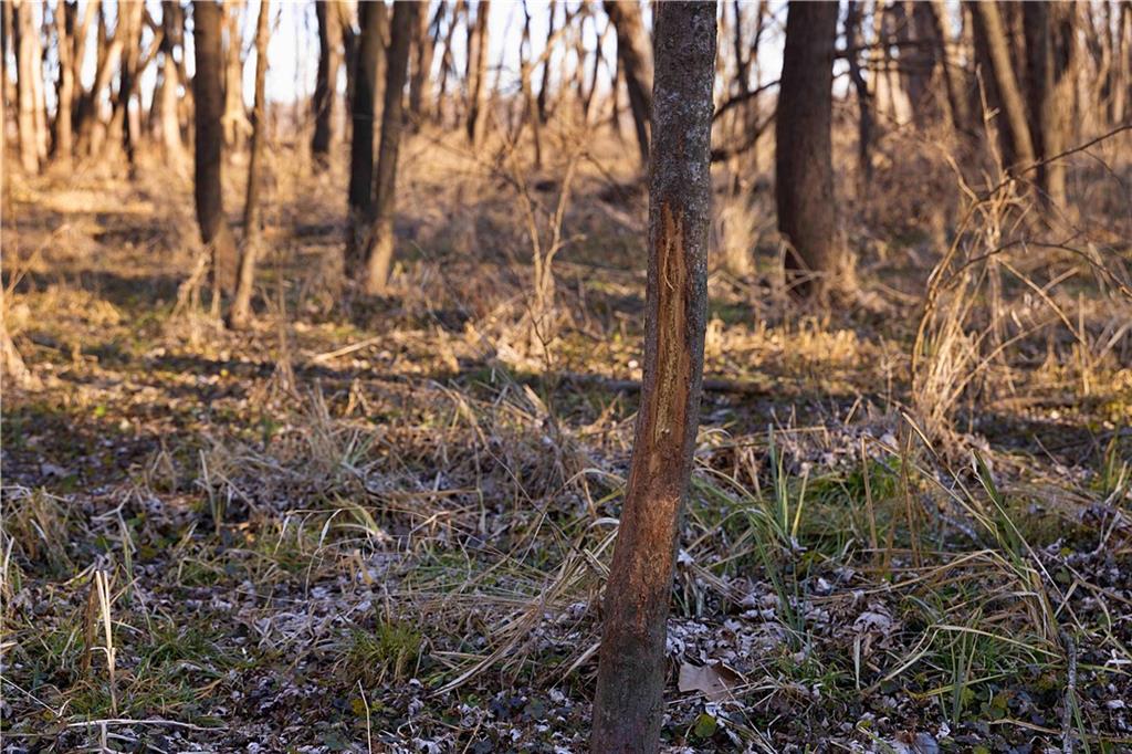 21195 Edgerton Junction Road Dearborn, MO 64439 - Photo 75 of 80