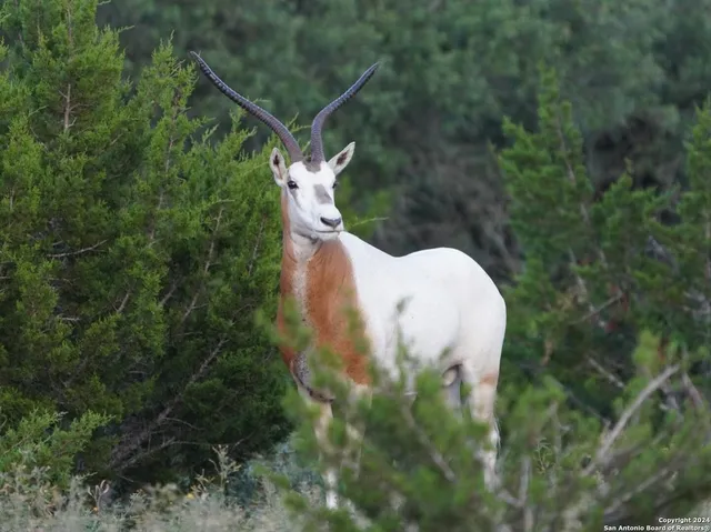 $2,299,999 | 3293 North Little Creek Road, Utopia, TX 78884