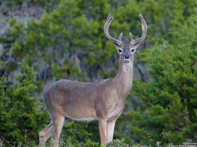 $2,299,999 | 3293 North Little Creek Road, Utopia, TX 78884