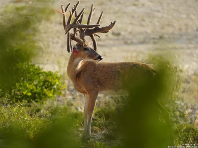 $2,299,999 | 3293 North Little Creek Road, Utopia, TX 78884