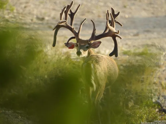 $2,299,999 | 3293 North Little Creek Road, Utopia, TX 78884