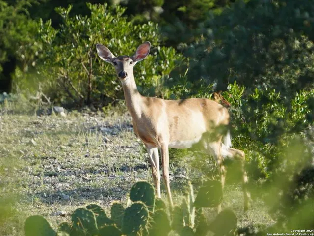 $2,299,999 | 3293 North Little Creek Road, Utopia, TX 78884