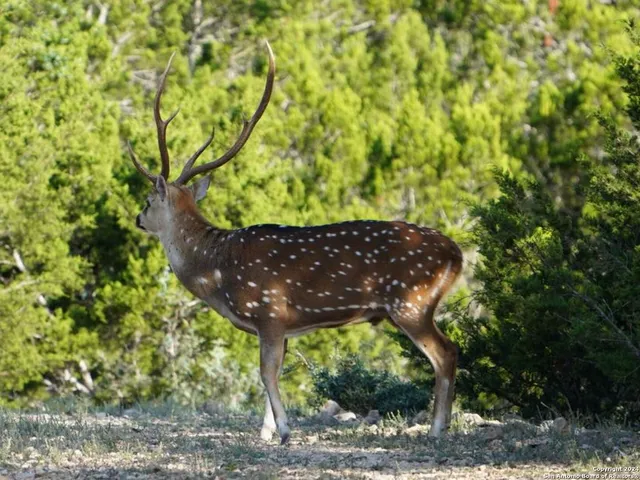 $2,299,999 | 3293 North Little Creek Road, Utopia, TX 78884