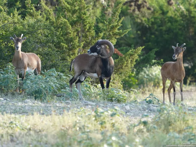 $2,299,999 | 3293 North Little Creek Road, Utopia, TX 78884