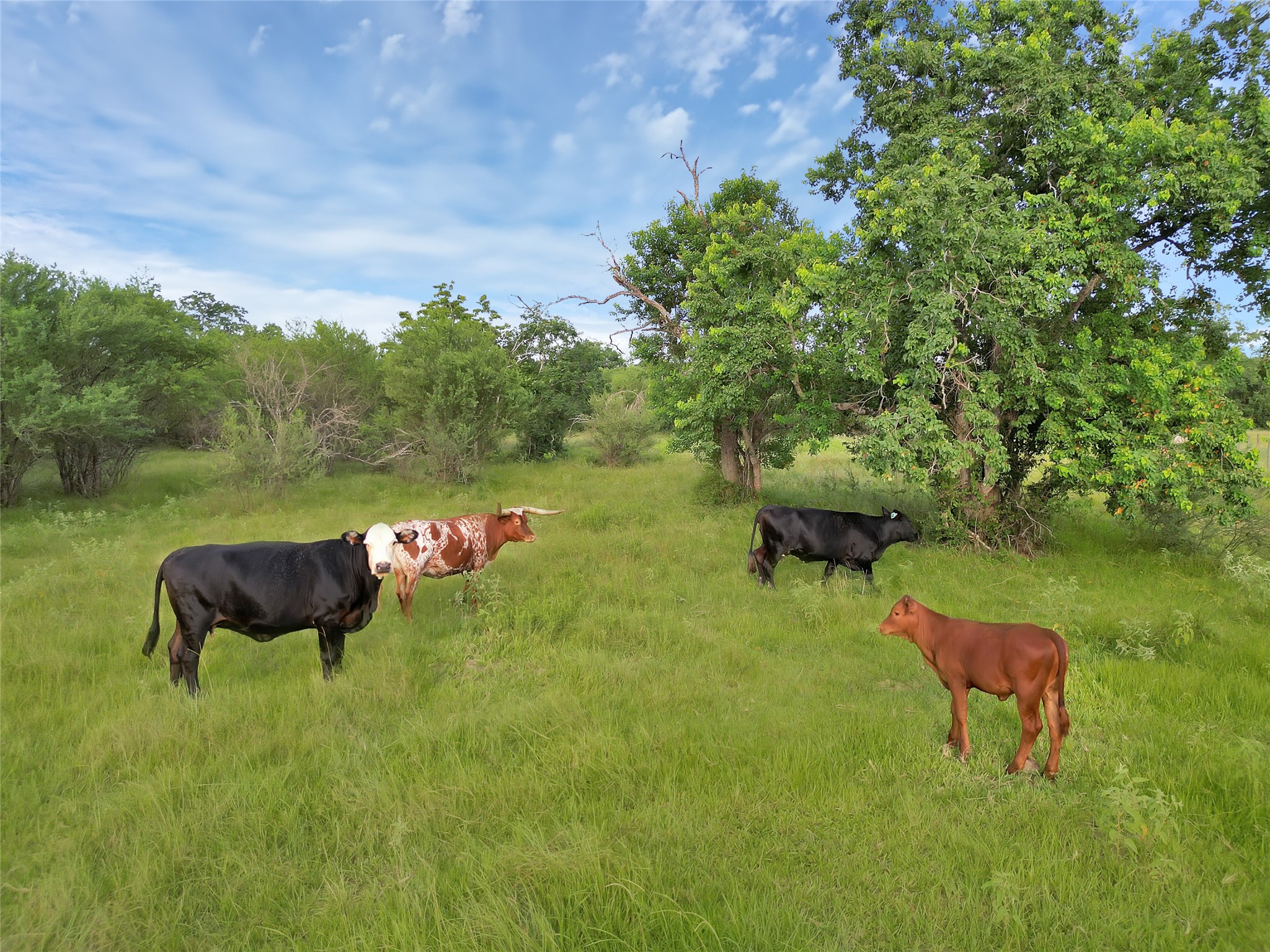 868 Lisa May Road Bellville, TX 77418 - Photo 37 of 39 a backyard of a house with table and chairs plants and large trees