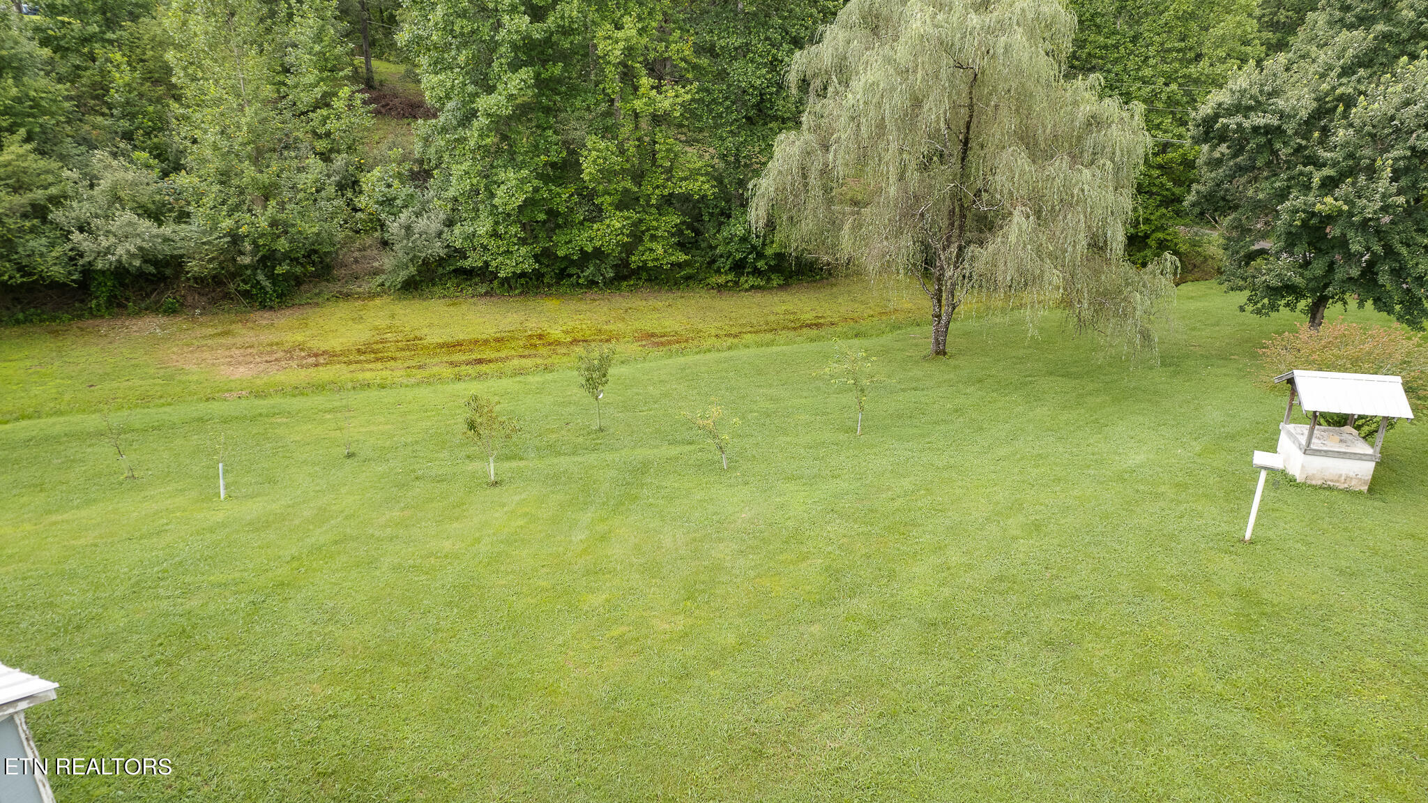 150 Bill Hamby Road Lancing, TN 37770 - Photo 48 of 54 Weeping willow tree