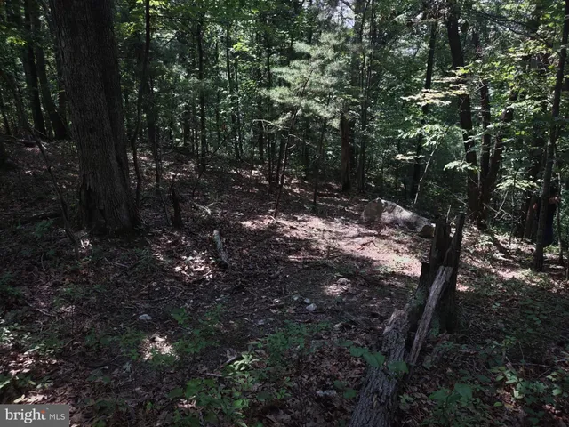 a view of a tree in a yard