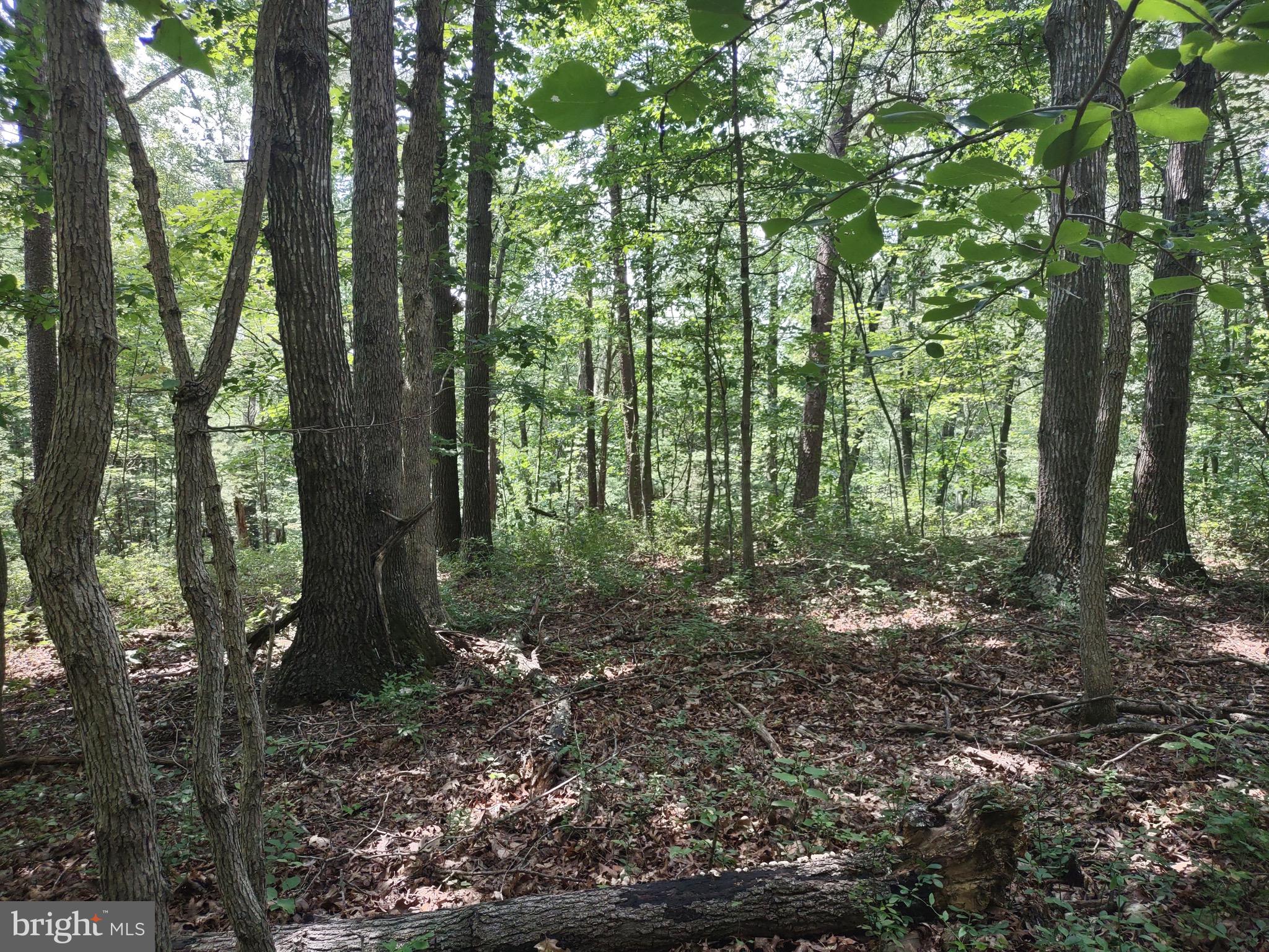 Blevins Road East Luray, VA 22835 - Photo 4 of 8