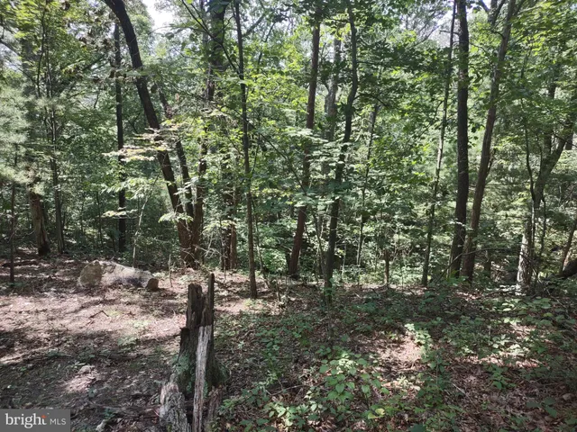 a view of a forest with trees