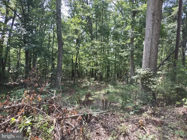 a view of a forest filled with trees