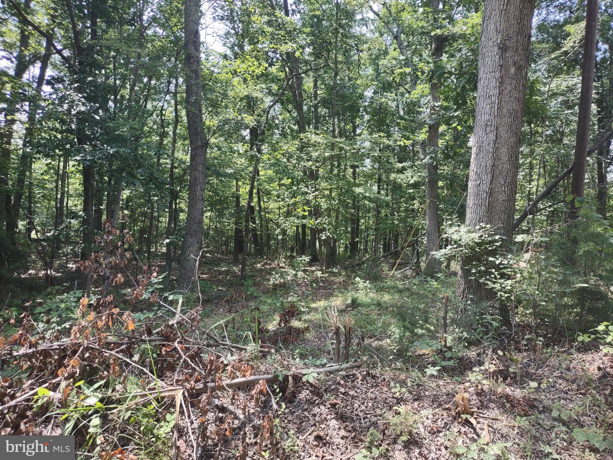 Blevins Road East Luray, VA 22835 - Photo 8 of 8