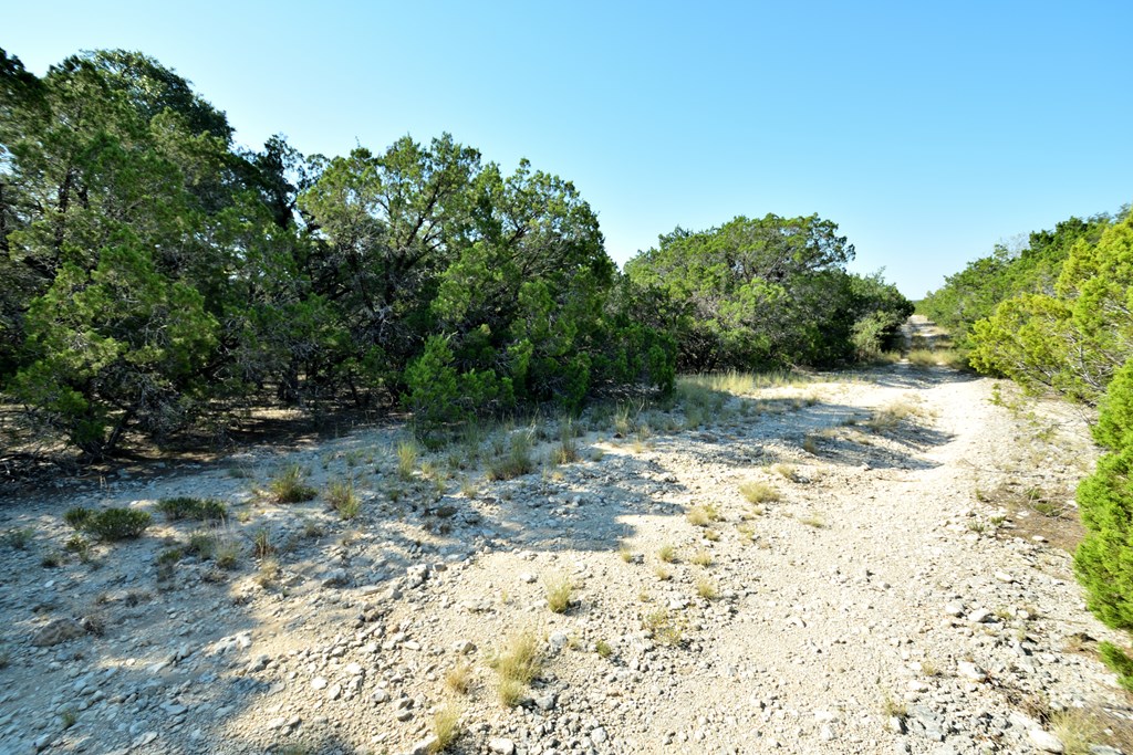 Lot 8 Private Road 1708, Unit 8 Mico, TX 78056 - Photo 18 of 32 a view of a yard with plants and trees