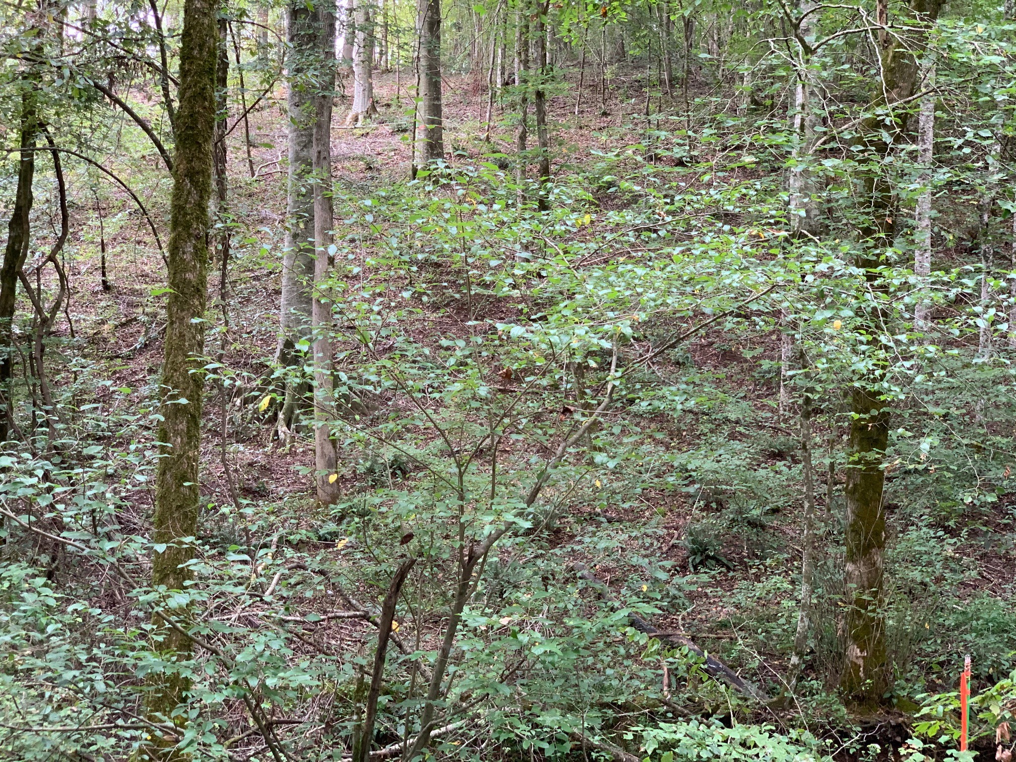 2 Guy Davis Road Minor Hill, TN 38473 - Photo 8 of 16 Gallery Image 8