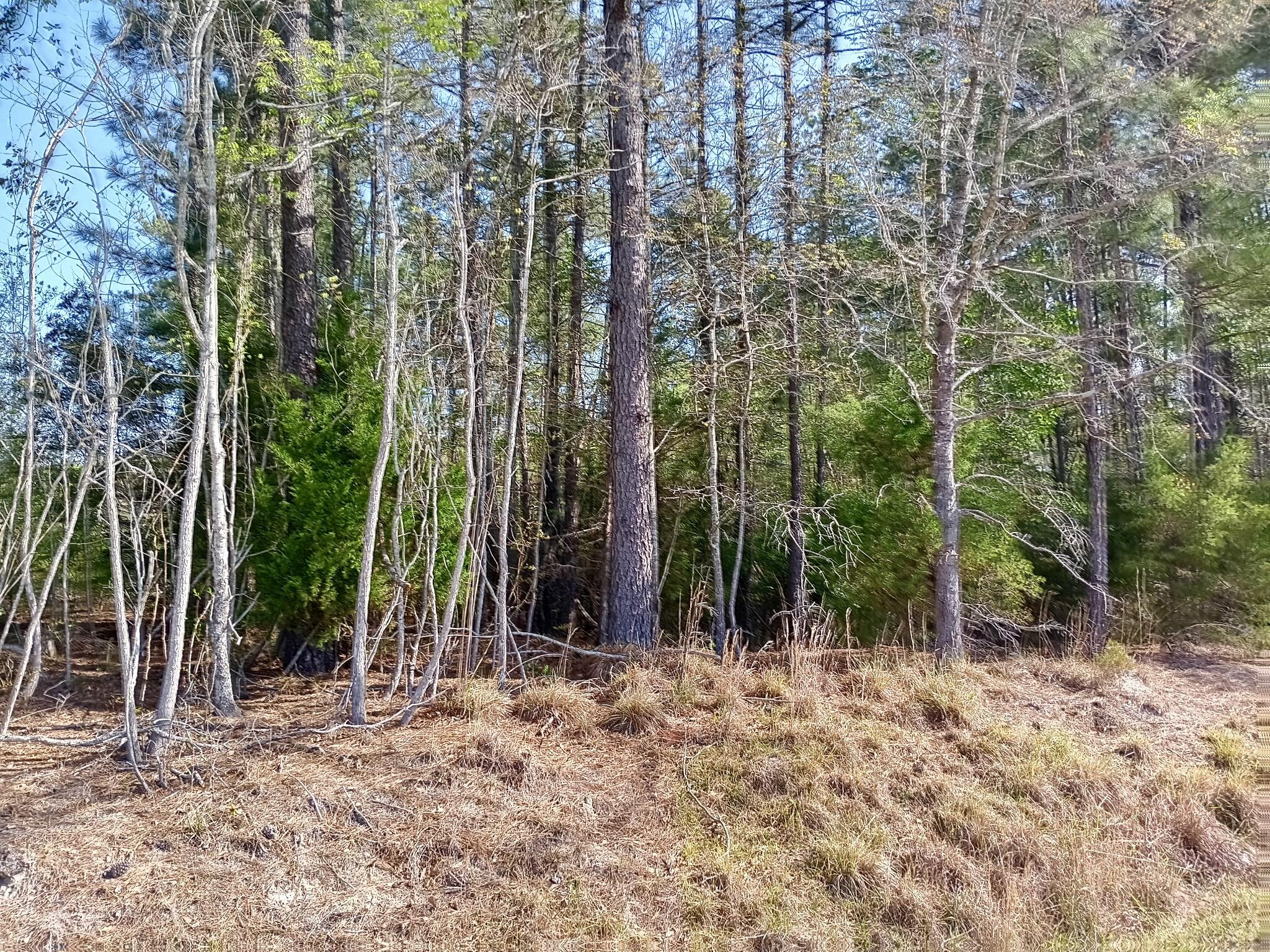 521 West Deer Road Timmonsville, SC 29161 - Photo 10 of 12