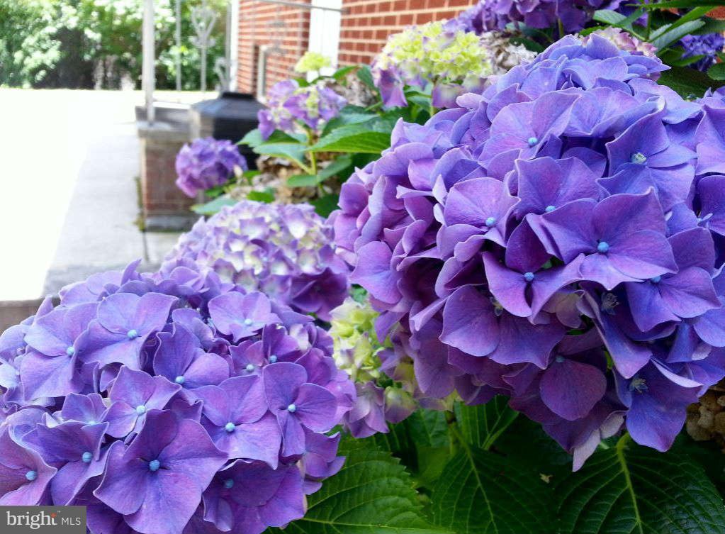 9210 Hines Road Baltimore, MD 21234 - Photo 26 of 26 Hydrangeas