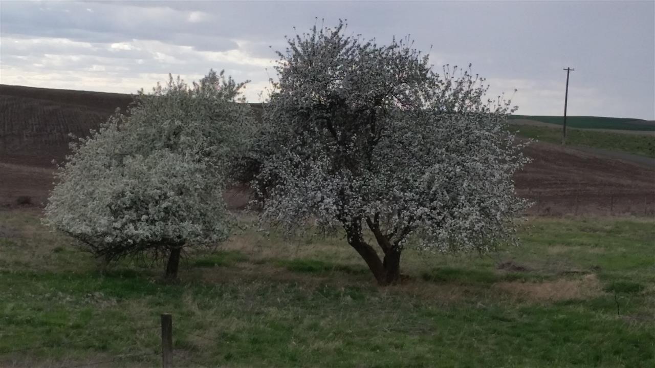 48982 Rice Road East Edwall, WA 99008 - Photo 18 of 20