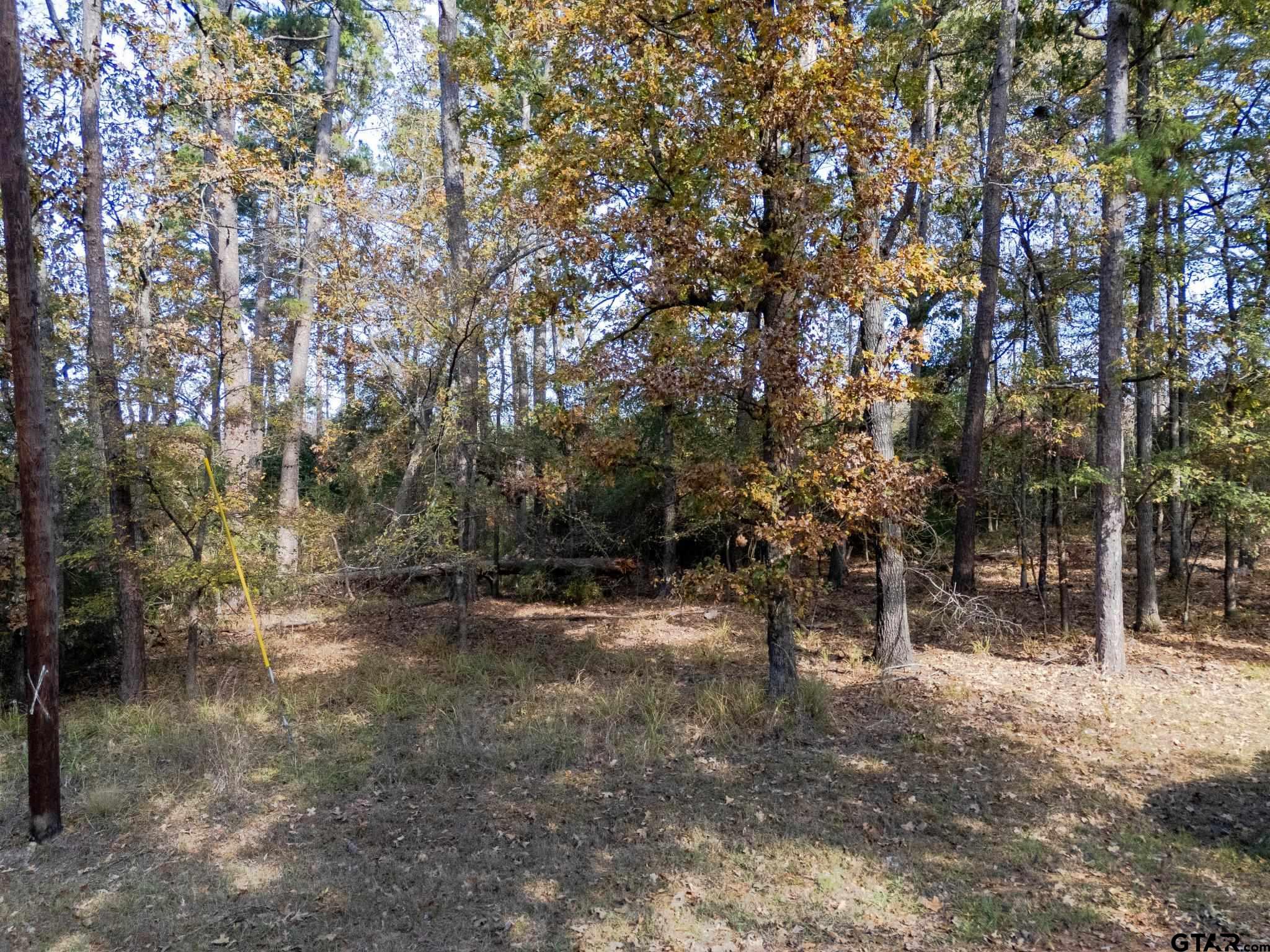 Tbd Rolling Ridge Road Holly Lake Ranch, TX 75765 - Photo 5 of 6 a view of a forest with trees