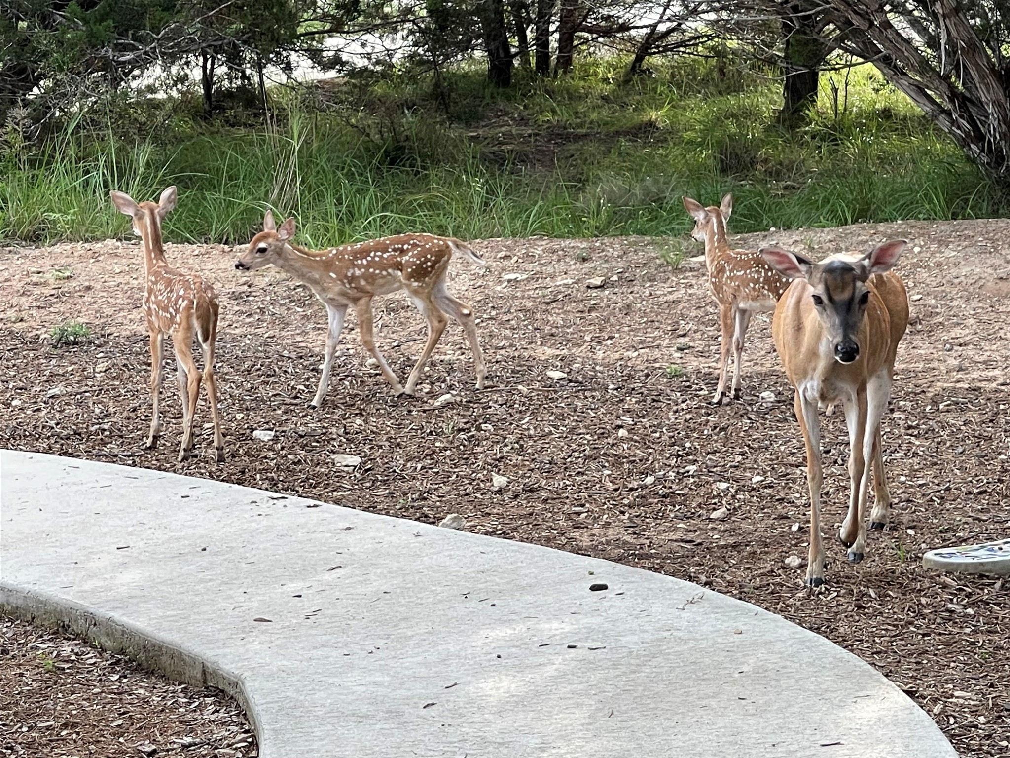 13326 Trautwein Road Austin, TX 78737 - Photo 34 of 40 a view of a wooden floor space and a lake view