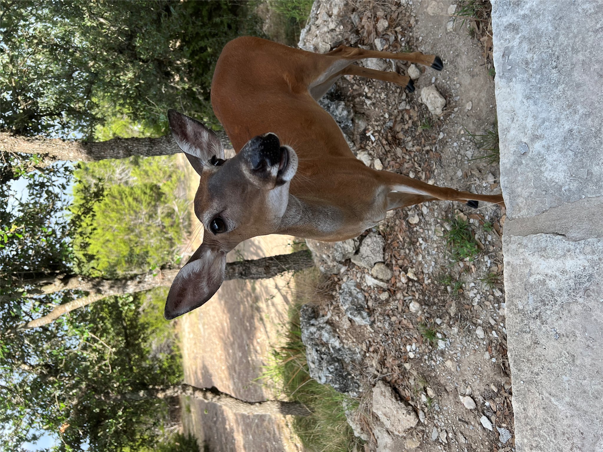 13326 Trautwein Road Austin, TX 78737 - Photo 35 of 40 a view of a tree in a yard