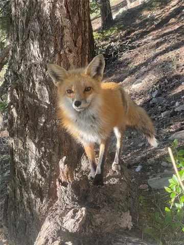 $465,000 | 31327 Kings Valley West, Conifer, CO 80433