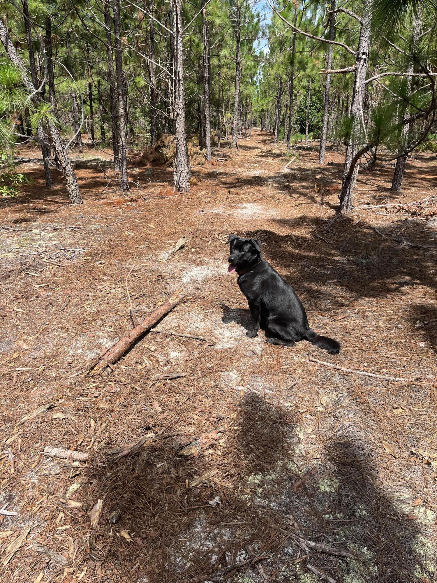 1 Brunson Teal Road, Unit BFF 1E Patrick, SC 29584 - Photo 15 of 17 IMG_7232