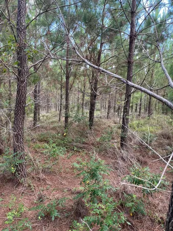 $27,200 | 1 Brunson Teal Road, Unit BFF 1E, Patrick, SC 29584