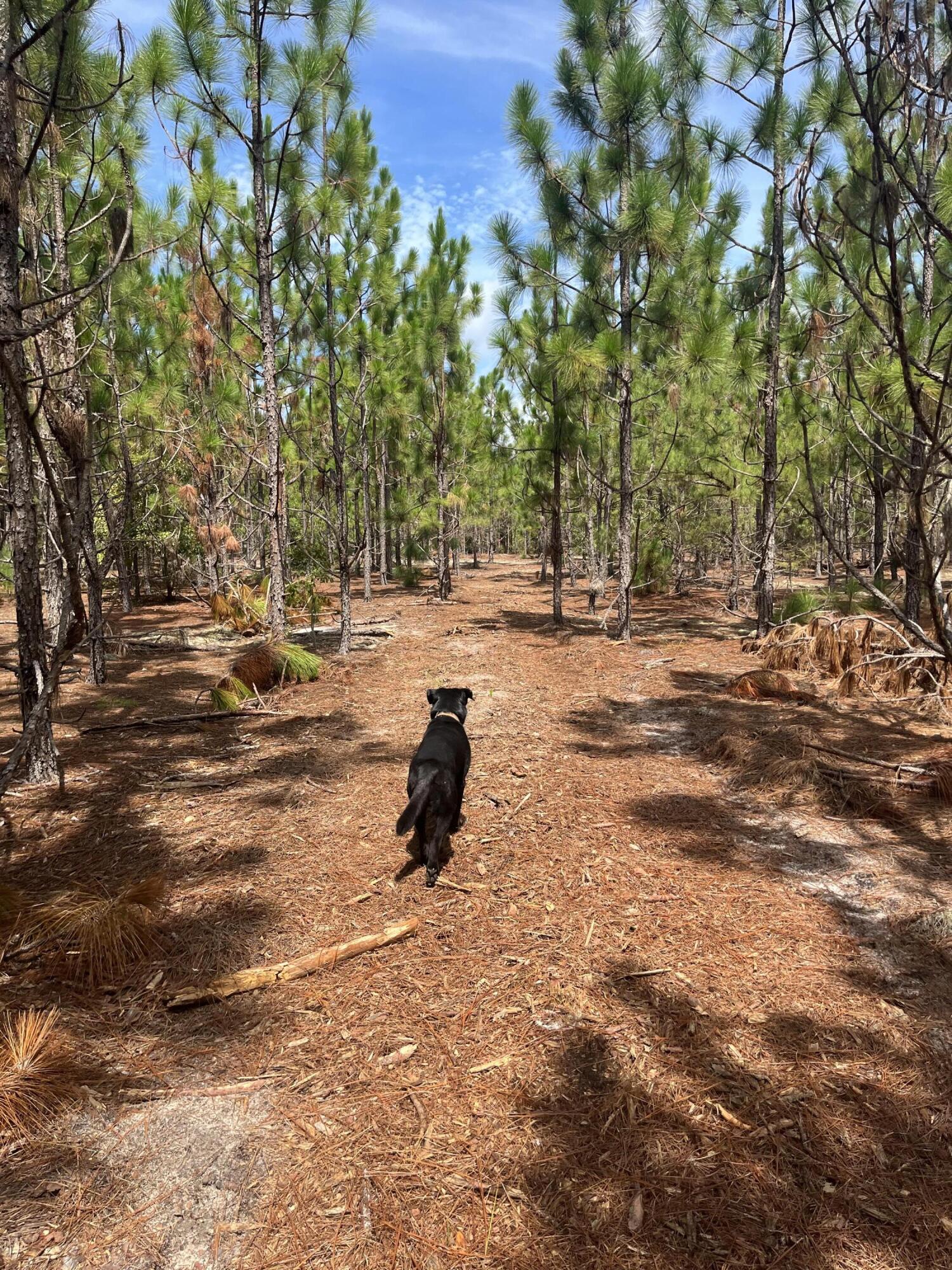 1 Brunson Teal Road, Unit BFF 1E Patrick, SC 29584 - Photo 6 of 17 IMG_7234