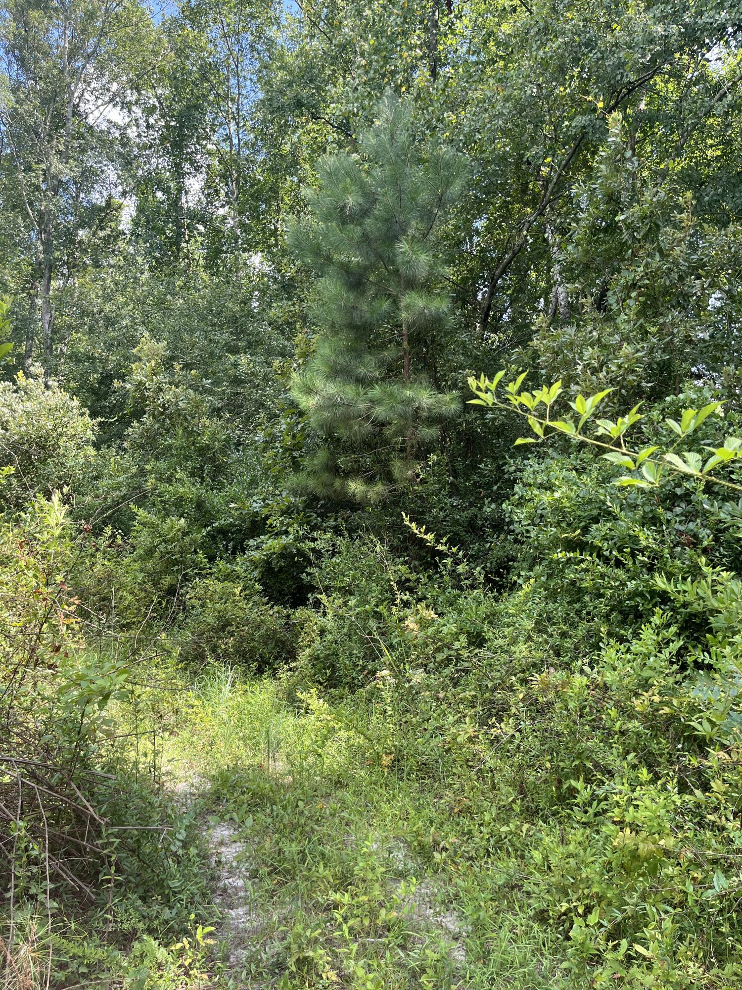 1 Brunson Teal Road, Unit BFF 1E Patrick, SC 29584 - Photo 8 of 17 IMG_7046