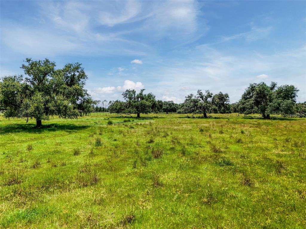 12950 River Road Myakka City, FL 34251 - Photo 11 of 32 a view of a big yard with large trees