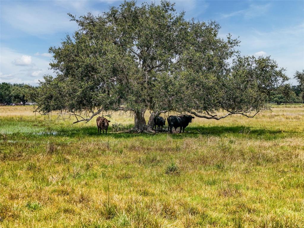 12950 River Road Myakka City, FL 34251 - Photo 12 of 32 a view of a lake with houses