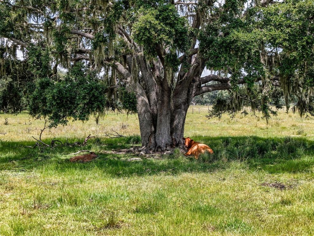 12950 River Road Myakka City, FL 34251 - Photo 13 of 32 a view of outdoor space with deck and yard