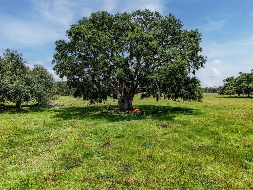 12950 River Road Myakka City, FL 34251 - Photo 14 of 32 a view of backyard with green space