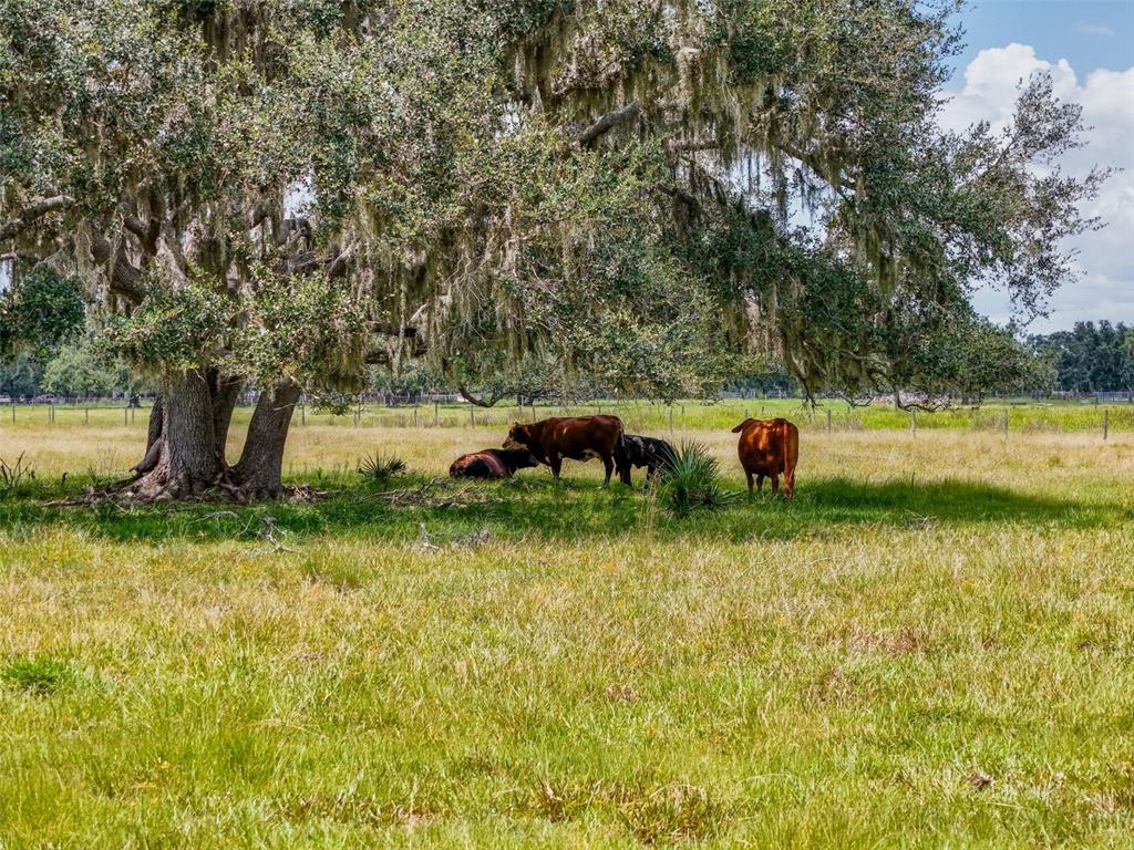12950 River Road Myakka City, FL 34251 - Photo 16 of 32