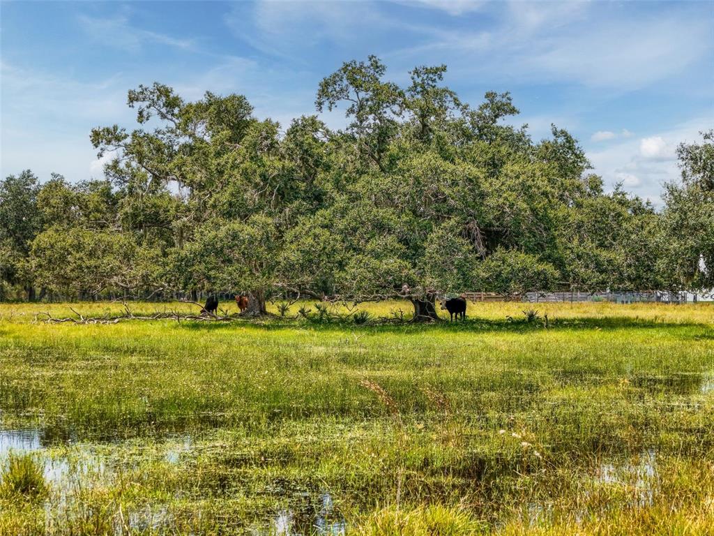 12950 River Road Myakka City, FL 34251 - Photo 17 of 32 a view of a yard with an outdoor space