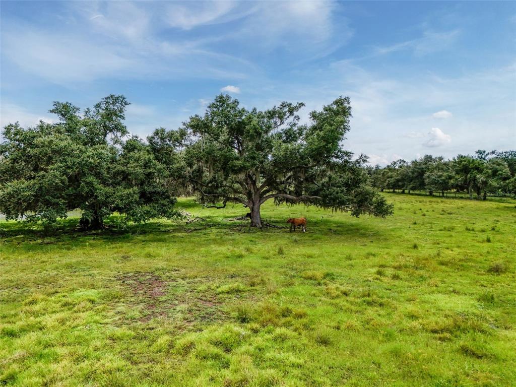 12950 River Road Myakka City, FL 34251 - Photo 18 of 32 a view of outdoor space with deck and yard