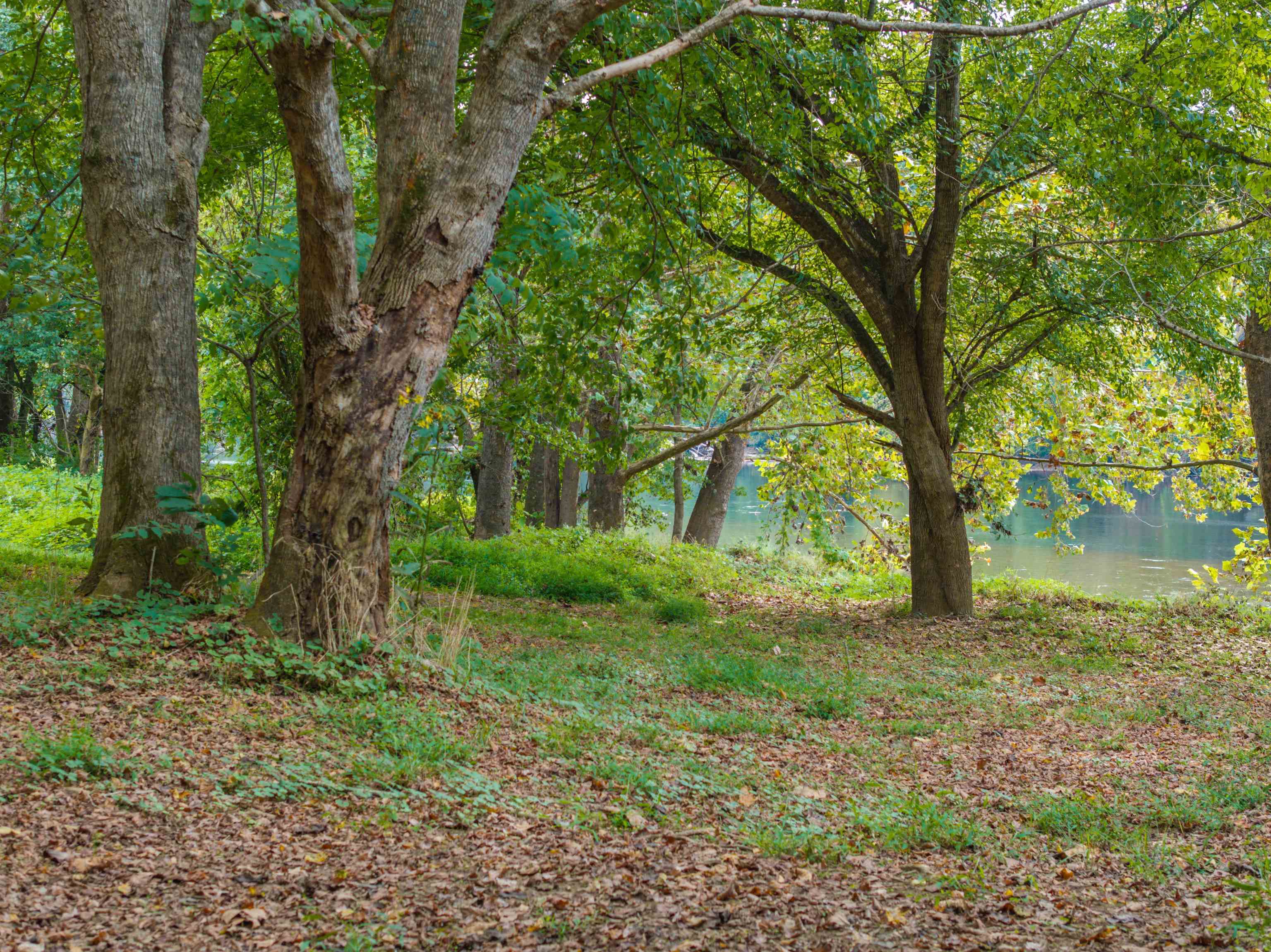 Tbd Jones Overlook Howardsville, VA 24562 - Photo 28 of 74 a backyard of a house with lots of green space